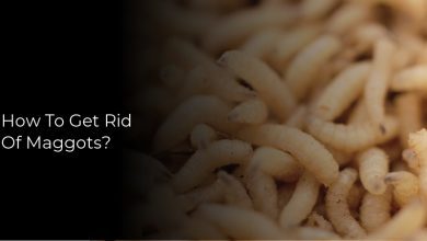 How To Get Rid Of Maggots