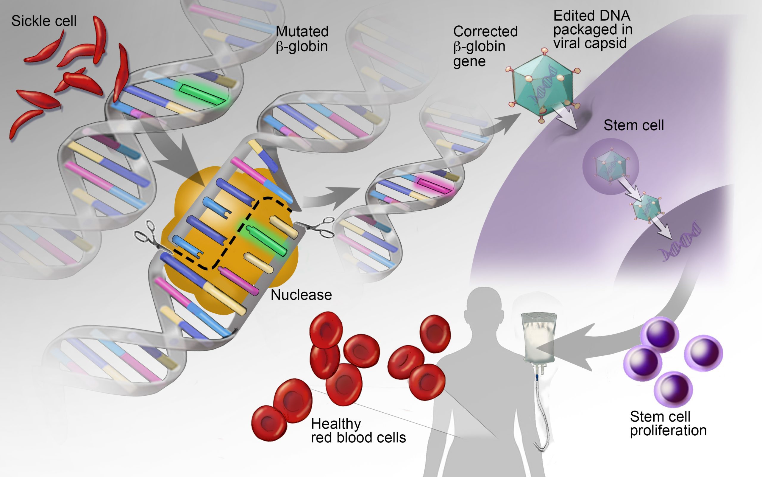 Is Fenbendazole Safe For Humans?