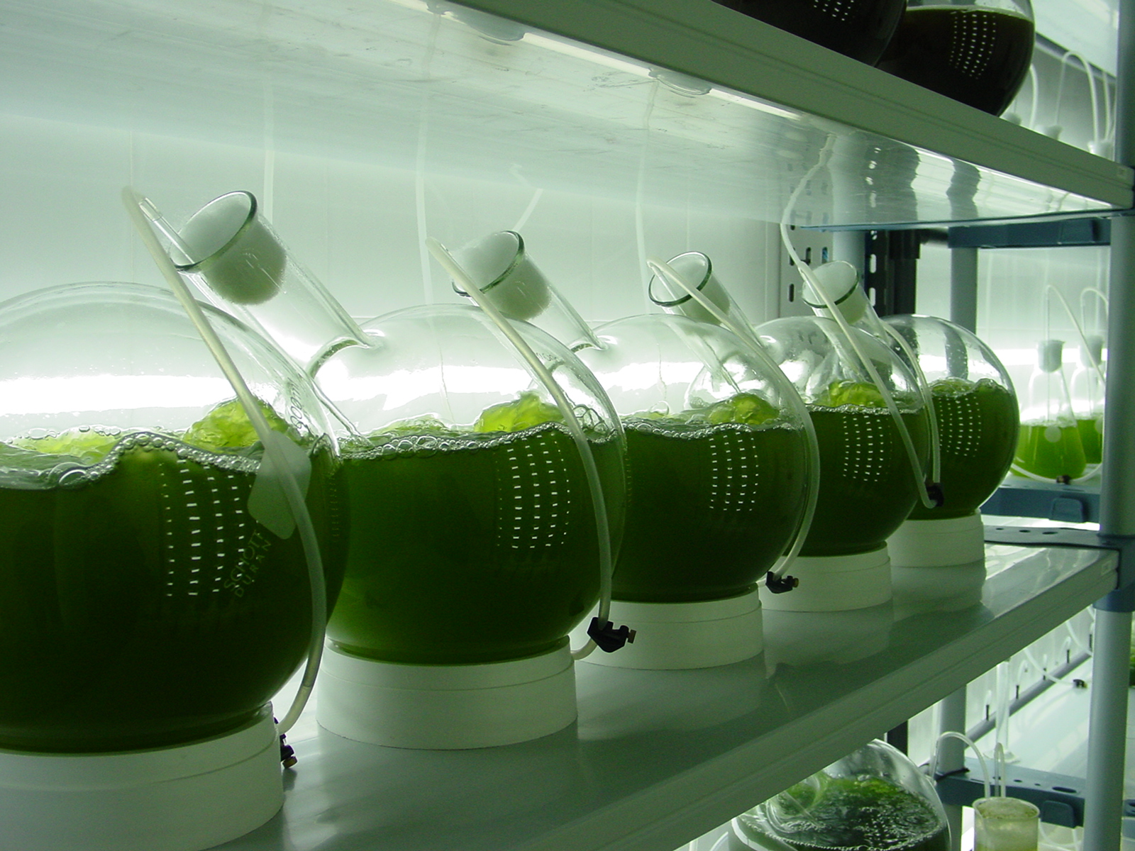 Glass Grown Chlorella