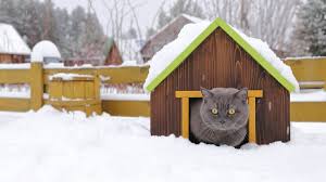 Cabin Comfort for Cats: Cat House Outdoor DIY