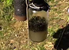 Buzz Off: DIY Fly Trap for the Outdoors