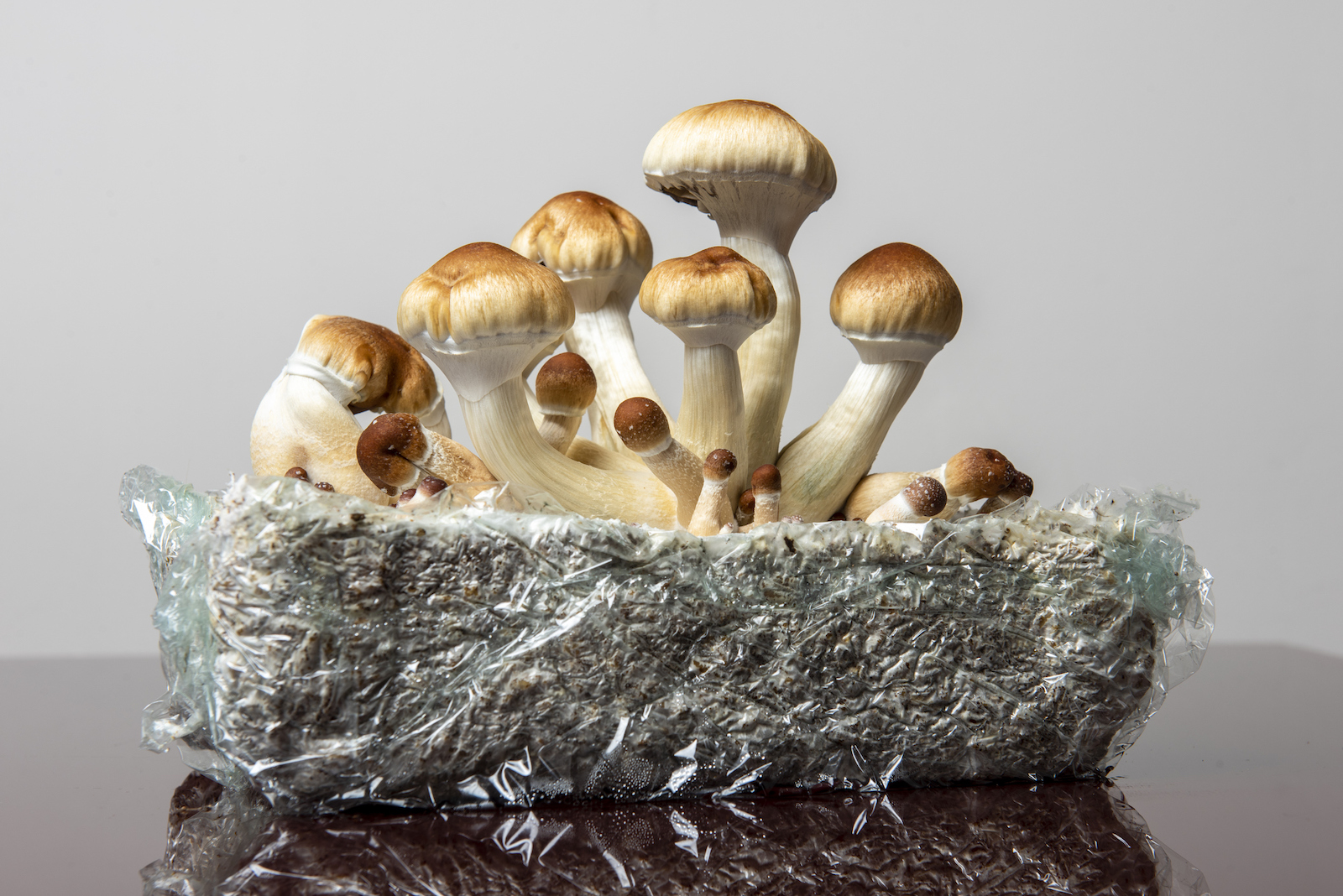 Mushroom Grow Kits